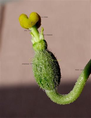  Female flower (Calyx and corolla removed)